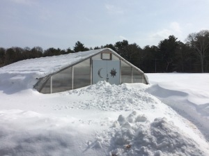 Winter gardening classes are in the hoop house where we harvest spinach, kale, carrots and more 