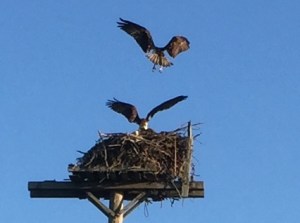 ospreys